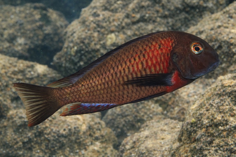 Tropheus sp. 'red' Lunangwa South